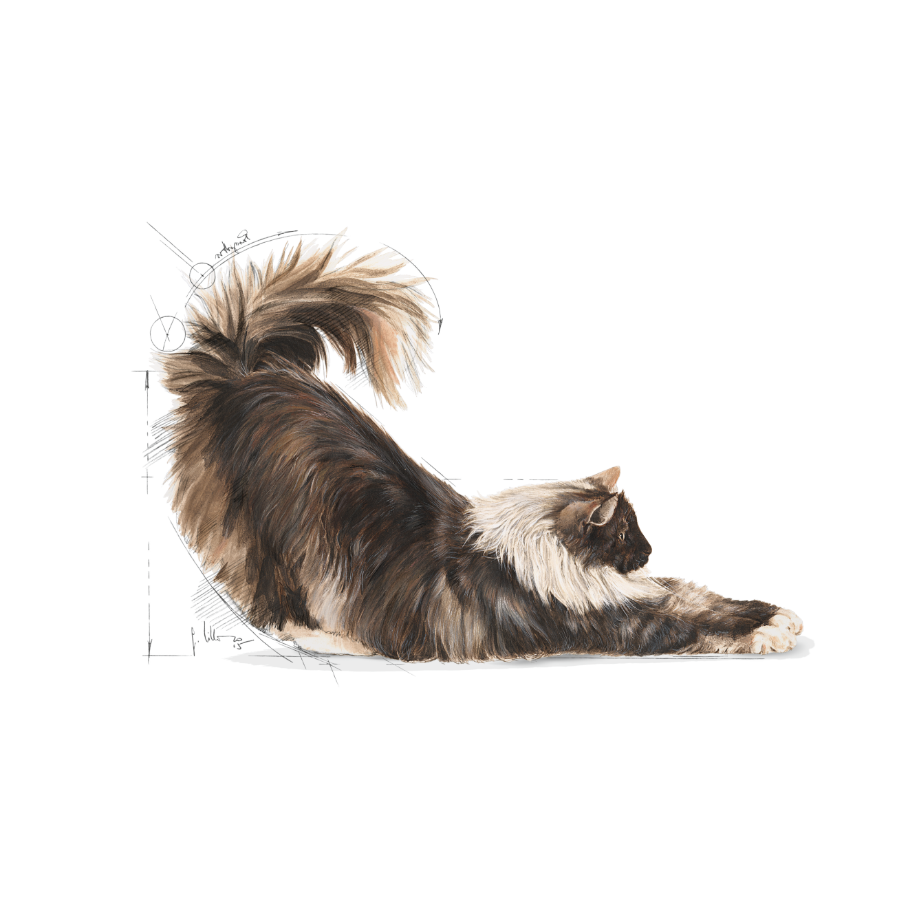 Royal Canin Indoor Long Hair Adult Torrfoder för katt