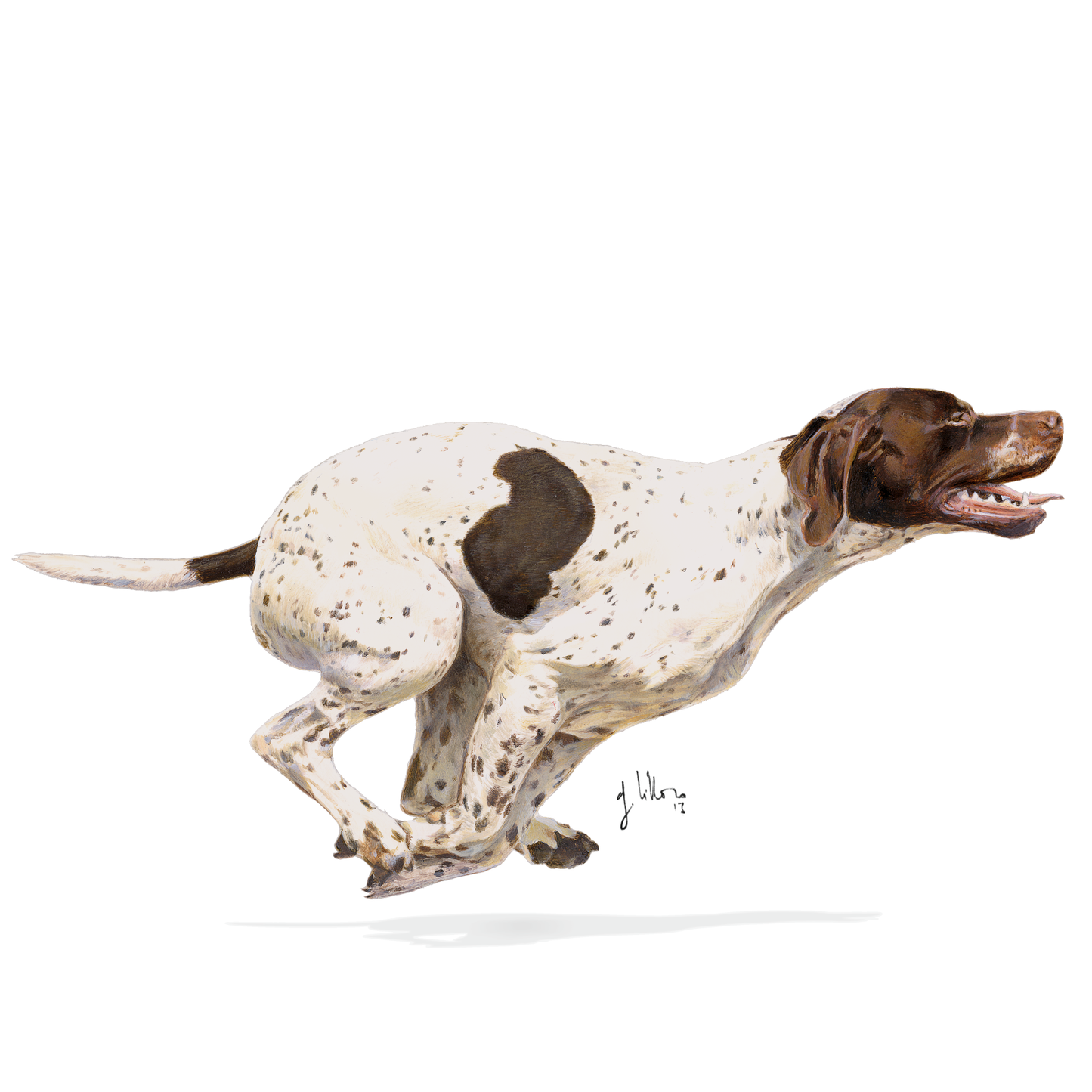 Royal Canin Sporting Life Energy 4800 Adult Torrfoder för hund
