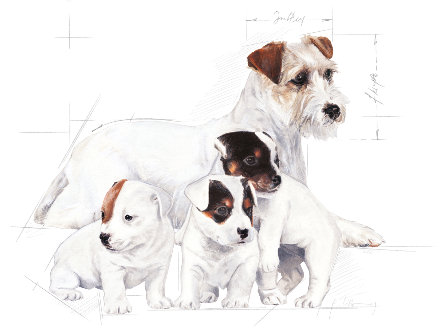 Royal Canin Babydog Milk Starter Mjölk för hund