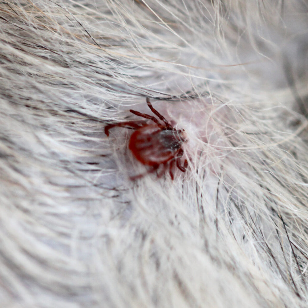 Recept fästingmedel