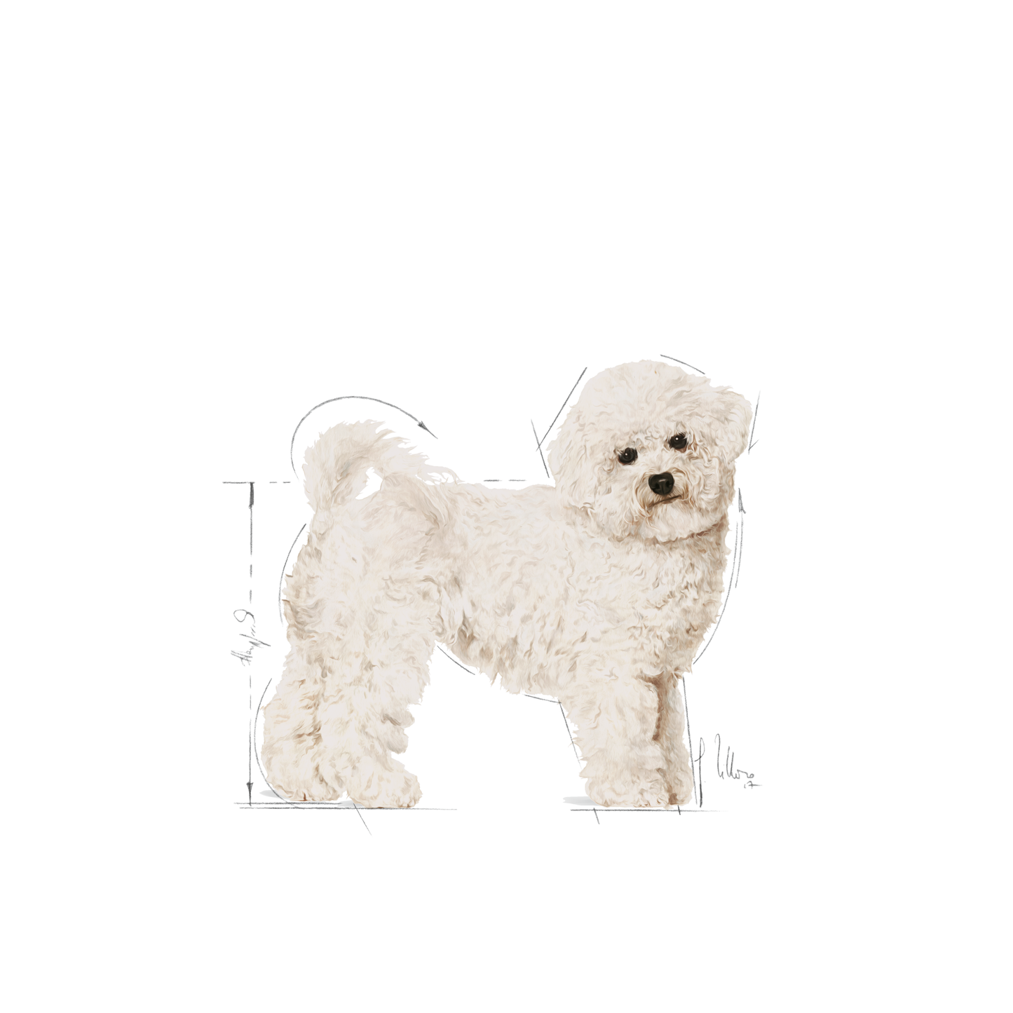 Royal Canin Bichon Frisé Adult Torrfoder för hund