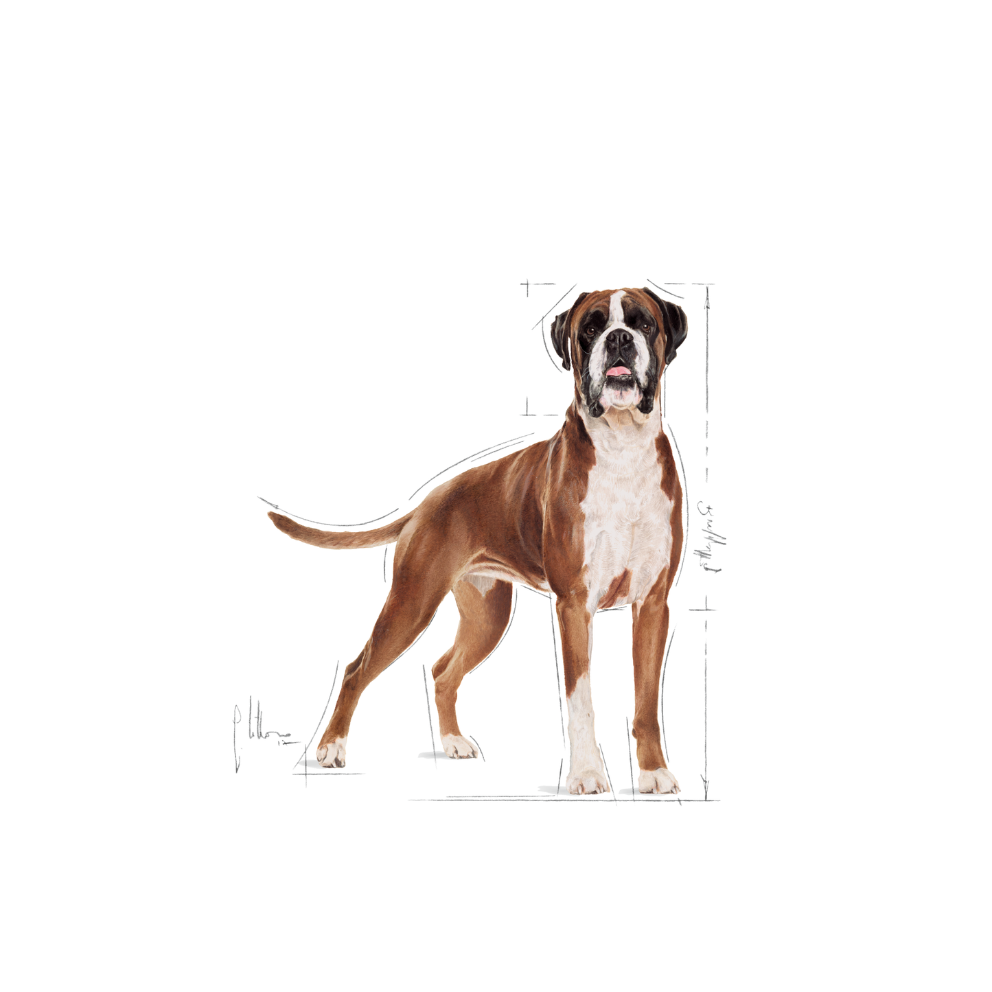 Royal Canin Boxer Adult Torrfoder för hund