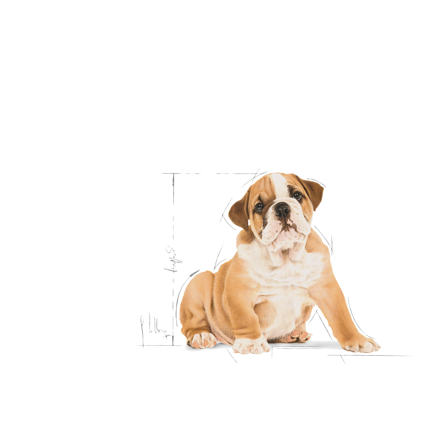 Royal Canin Bulldog Puppy Torrfoder för hundvalp