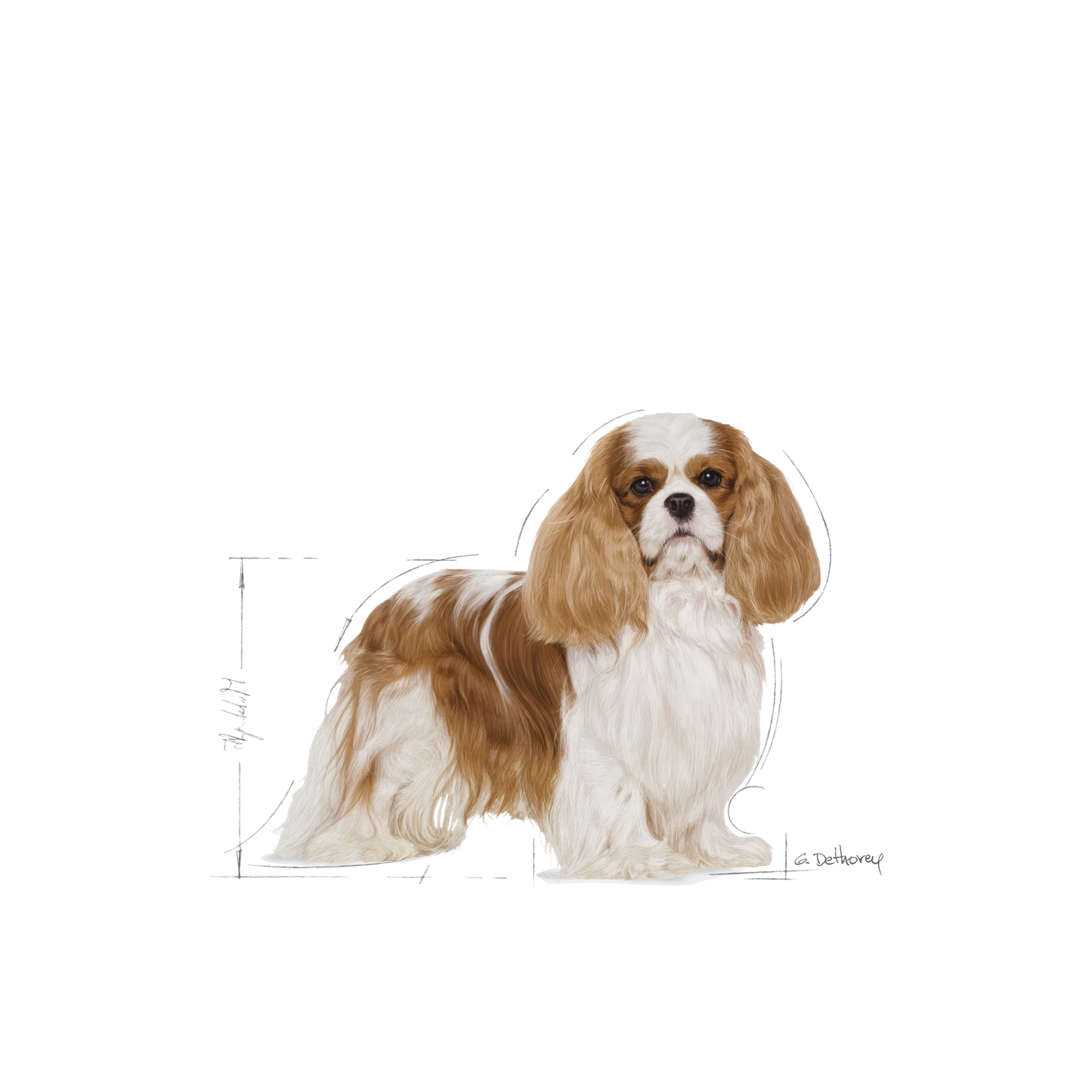 Royal Canin Cavalier King Charles Adult Torrfoder för hund