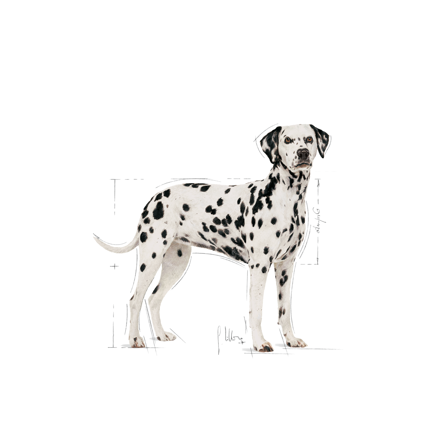 Royal Canin Dalmatian Adult Torrfoder för hund