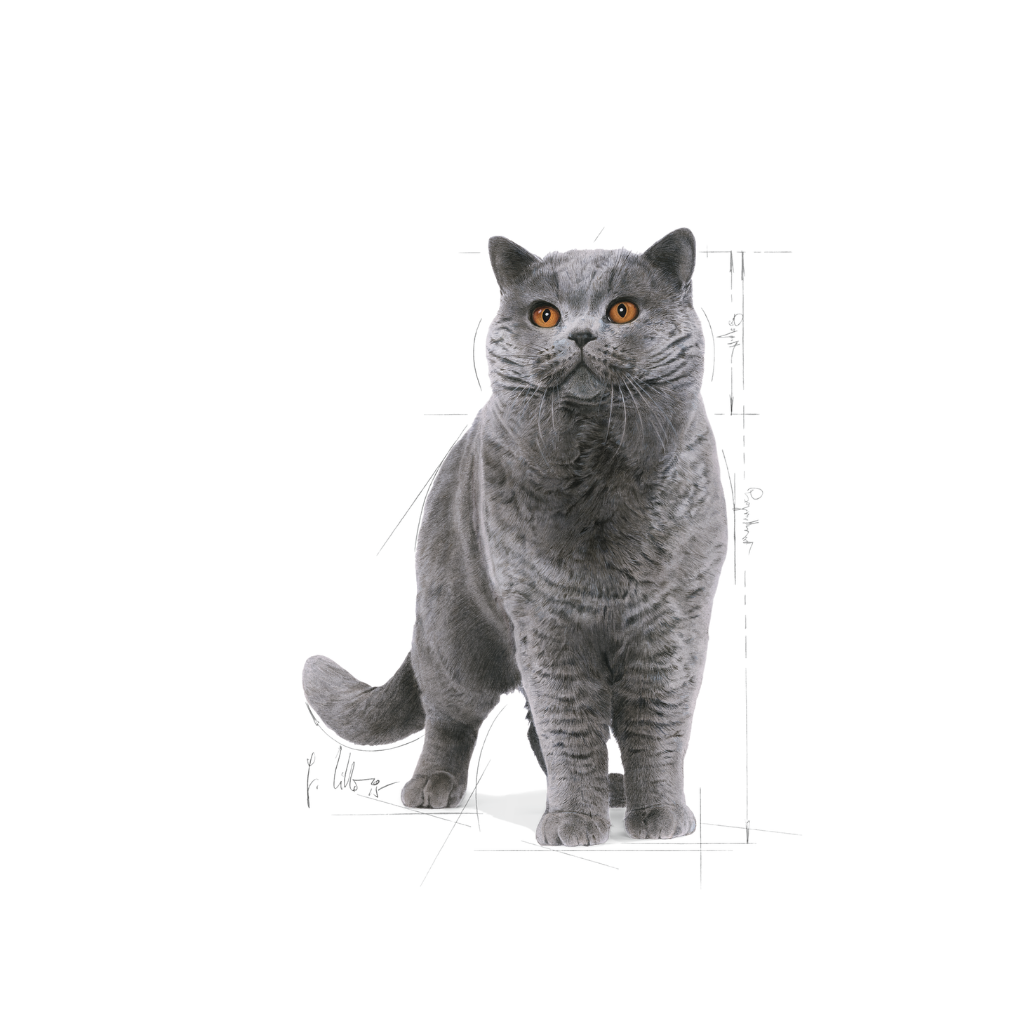 Royal Canin British Shorthair Adult Torrfoder för katt