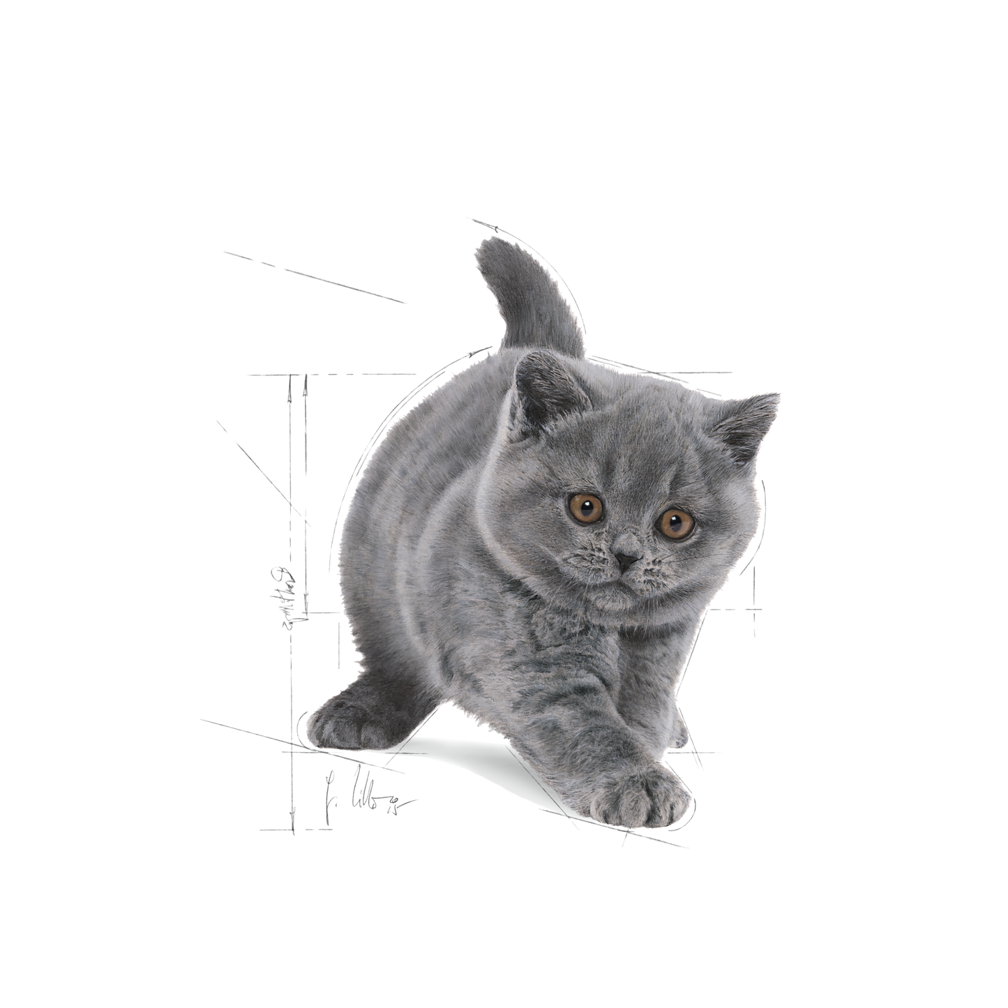 Royal Canin British Shorthair Kitten Torrfoder för kattunge