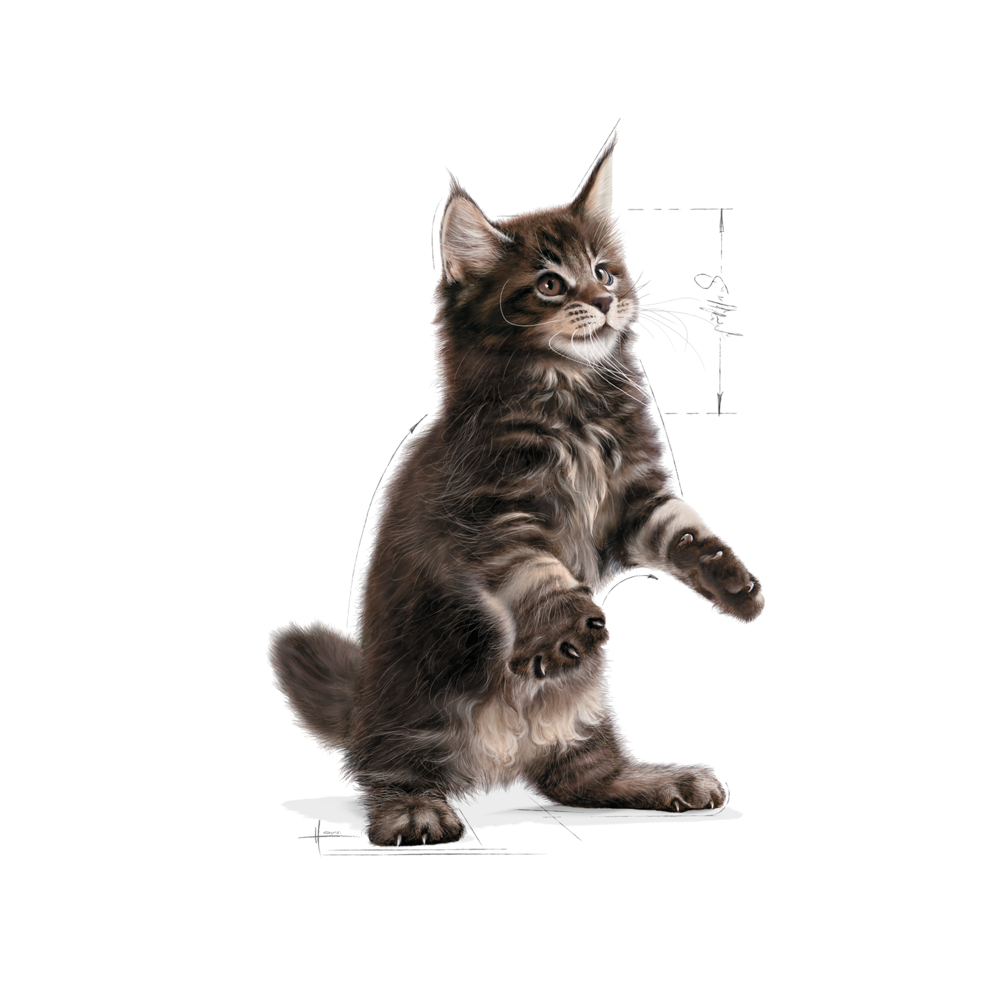 Royal Canin Maine Coon Kitten Torrfoder för kattunge