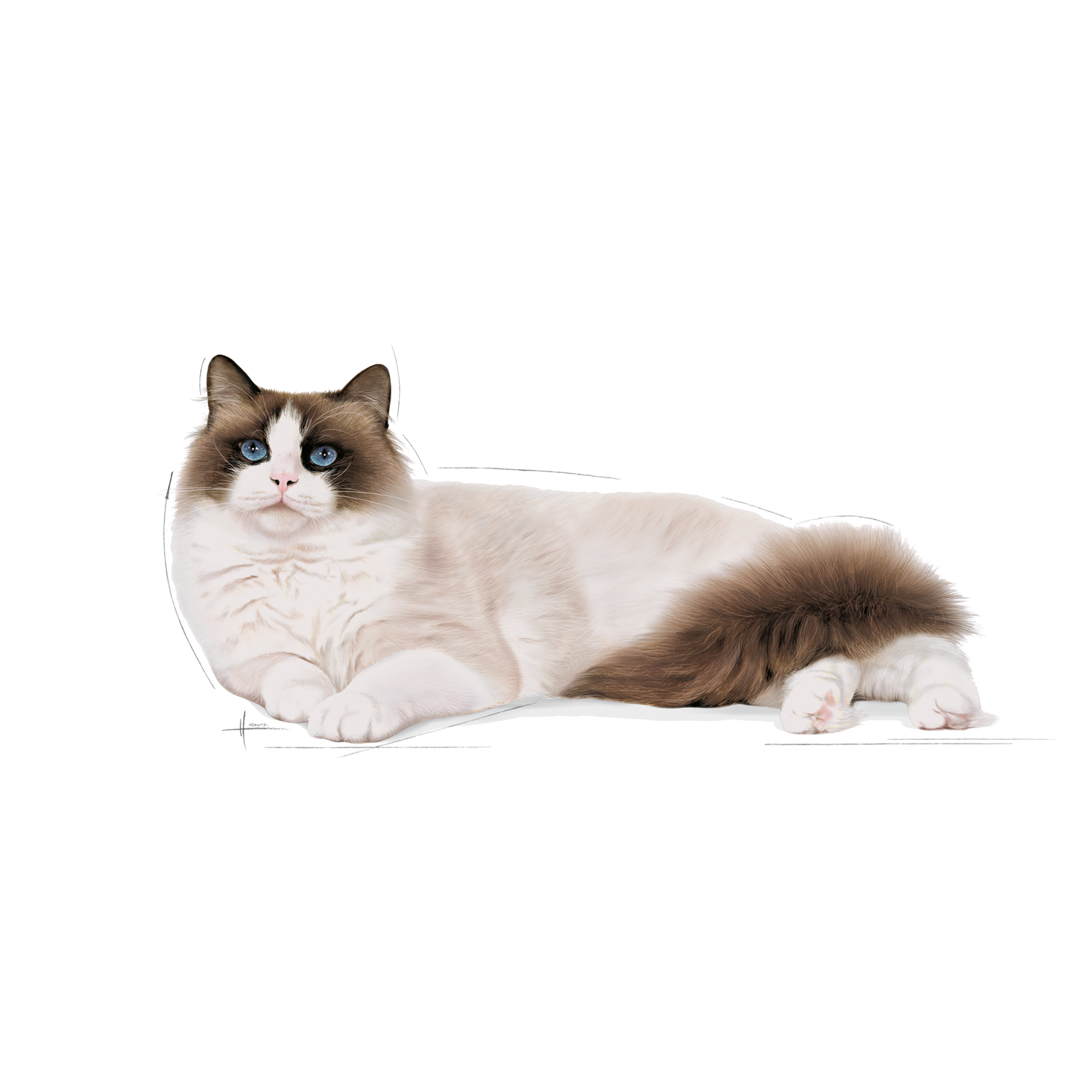 Royal Canin Ragdoll Adult Torrfoder för katt