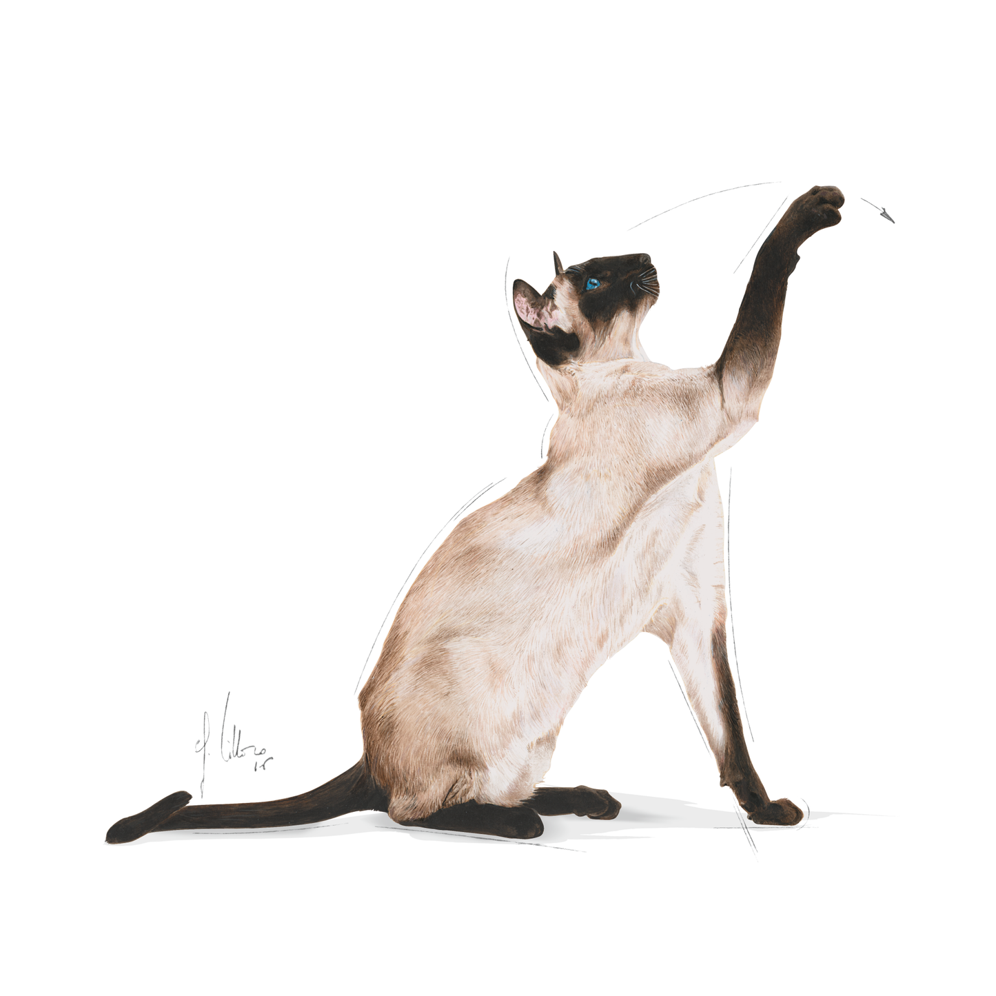 Royal Canin Siamese Adult Torrfoder för katt