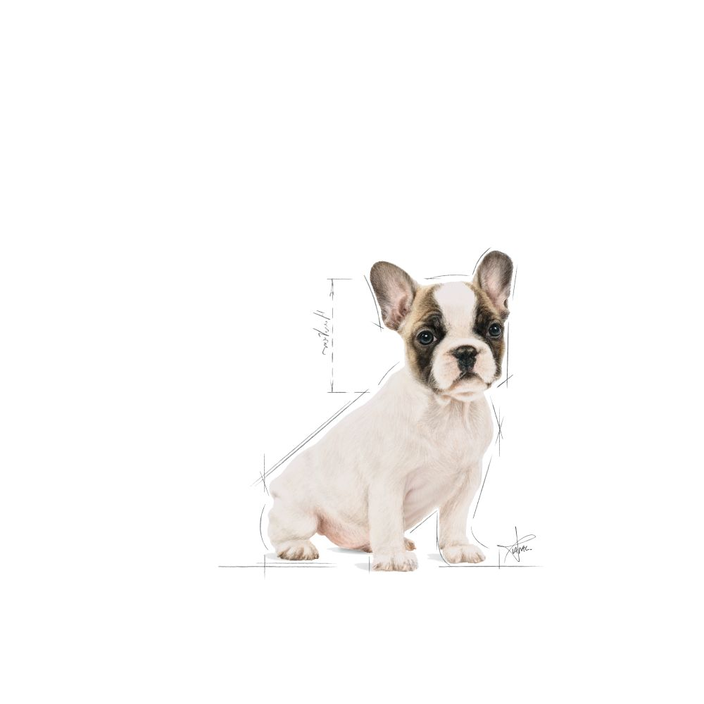 Royal Canin French Bulldog Puppy Torrfoder för hundvalp