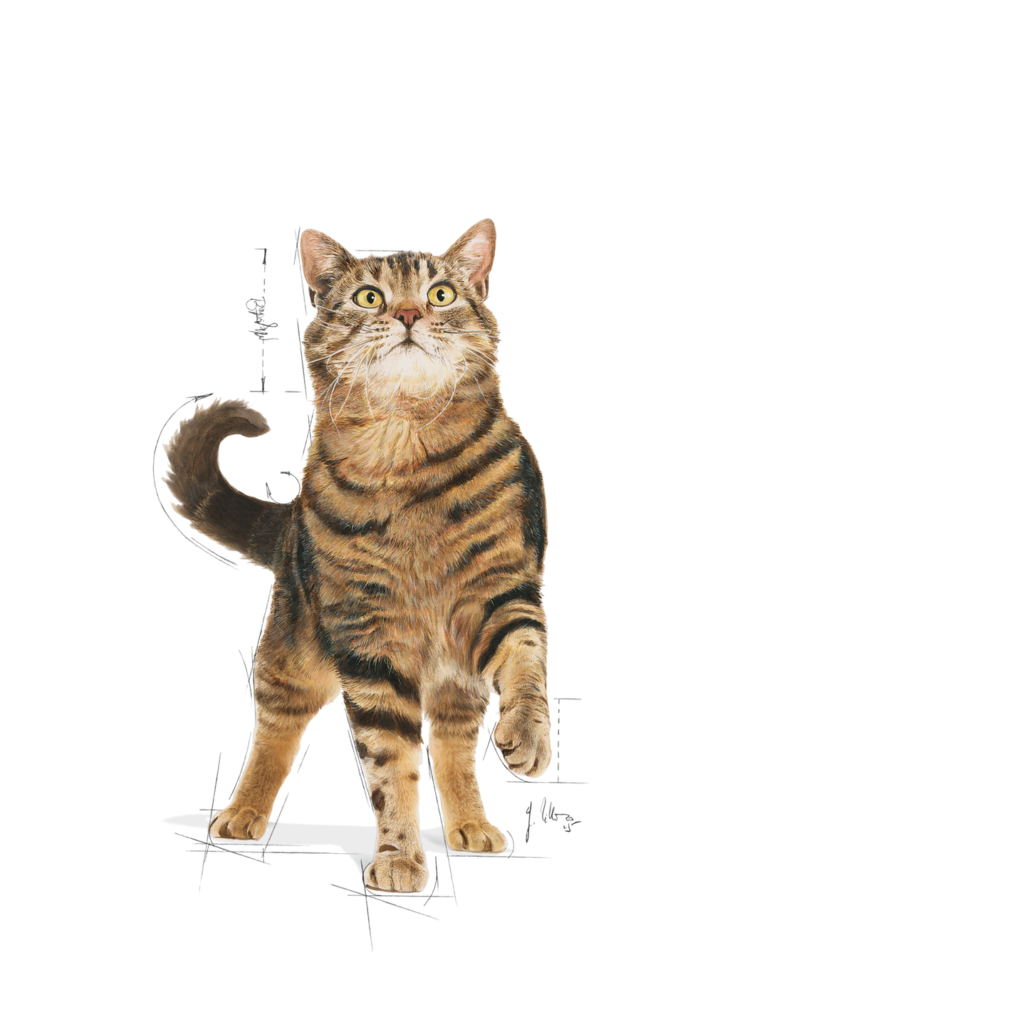 Royal Canin Appetite Control Care Adult Torrfoder för katt