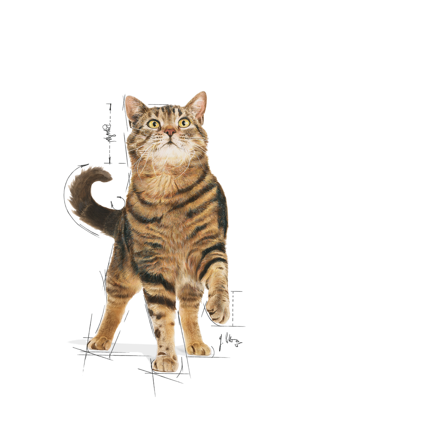 Royal Canin Appetite Control Gravy Adult Våtfoder för katt