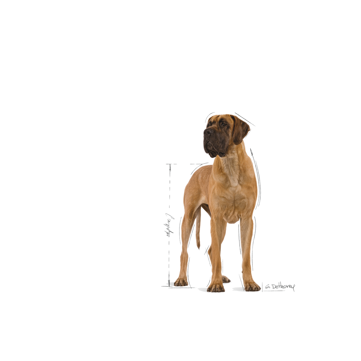 Royal Canin Great Dane Adult Torrfoder för hund