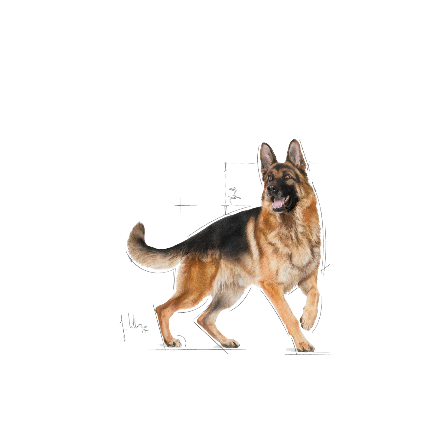 Royal Canin German Shepherd Adult Torrfoder för hund