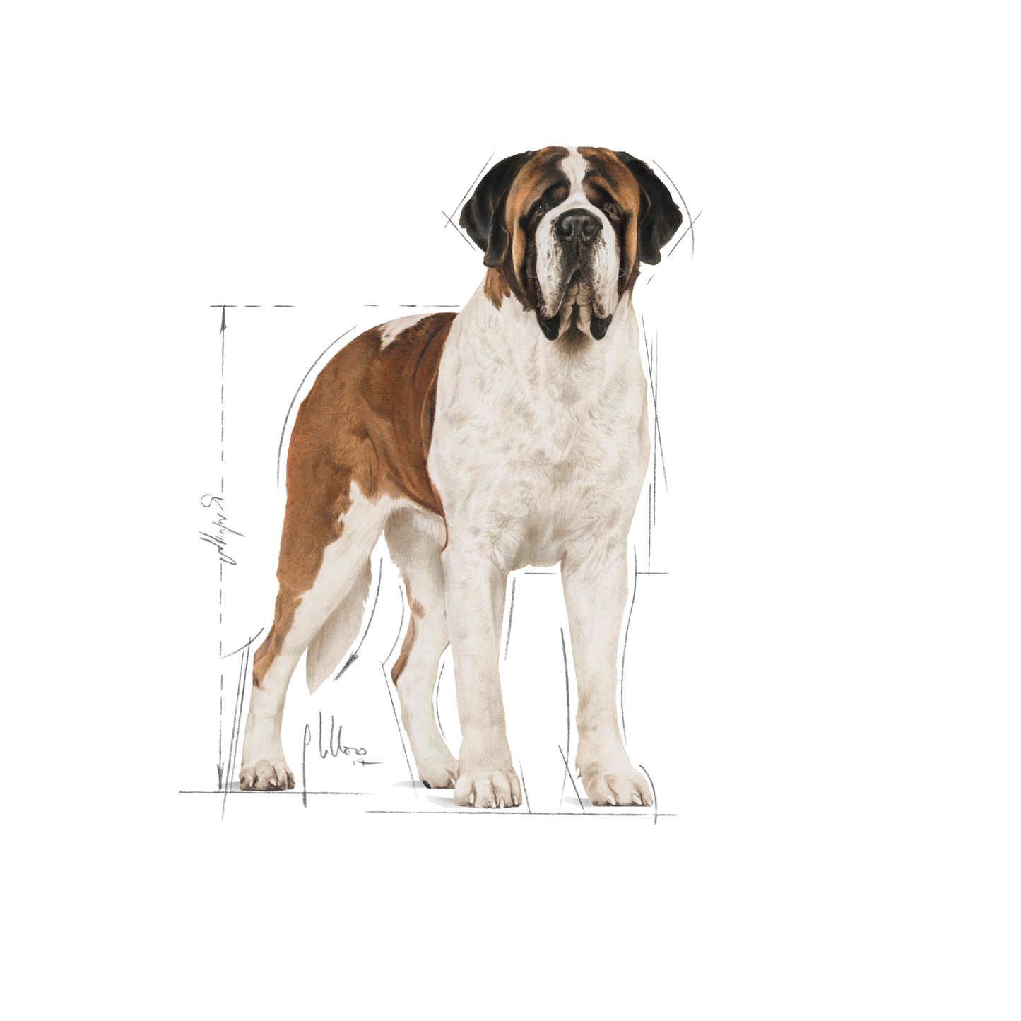 Royal Canin GIANT Adult Torrfoder för hund