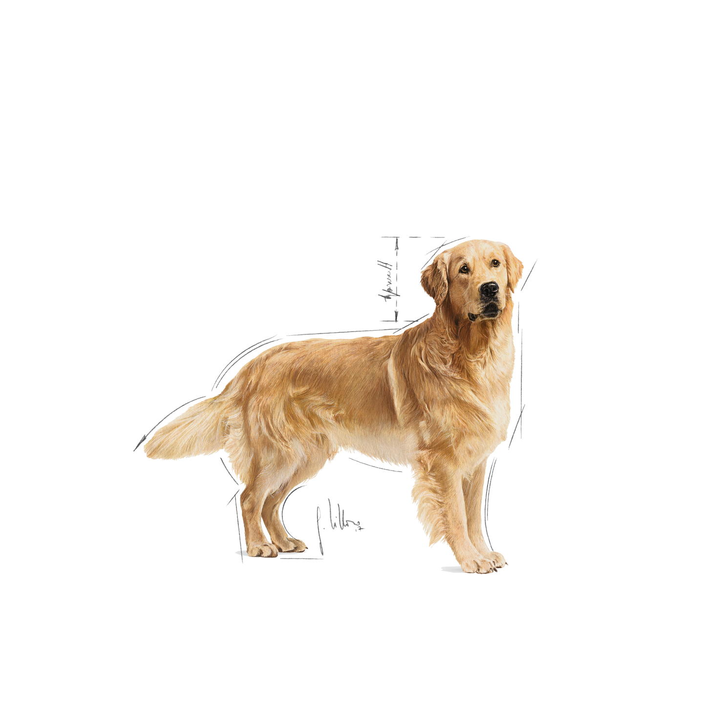Royal Canin Golden Retriever Adult Torrfoder för hund