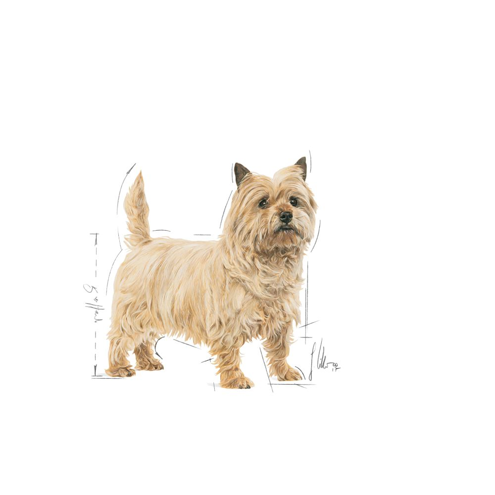 Royal Canin Light Weight Care Adult Våtfoder för hund