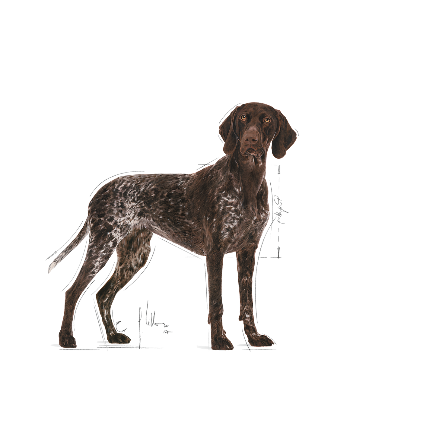 Royal Canin Digestive Care Adult MAXI Torrfoder för hund