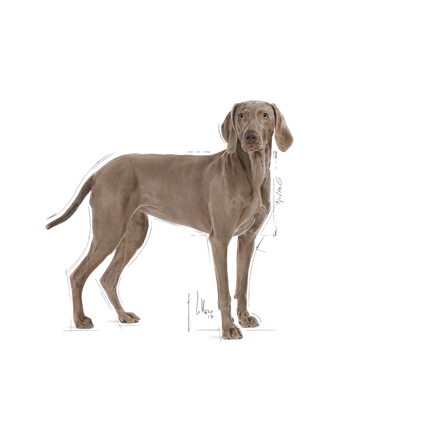 Royal Canin Dermacomfort Adult MAXI Torrfoder för hund