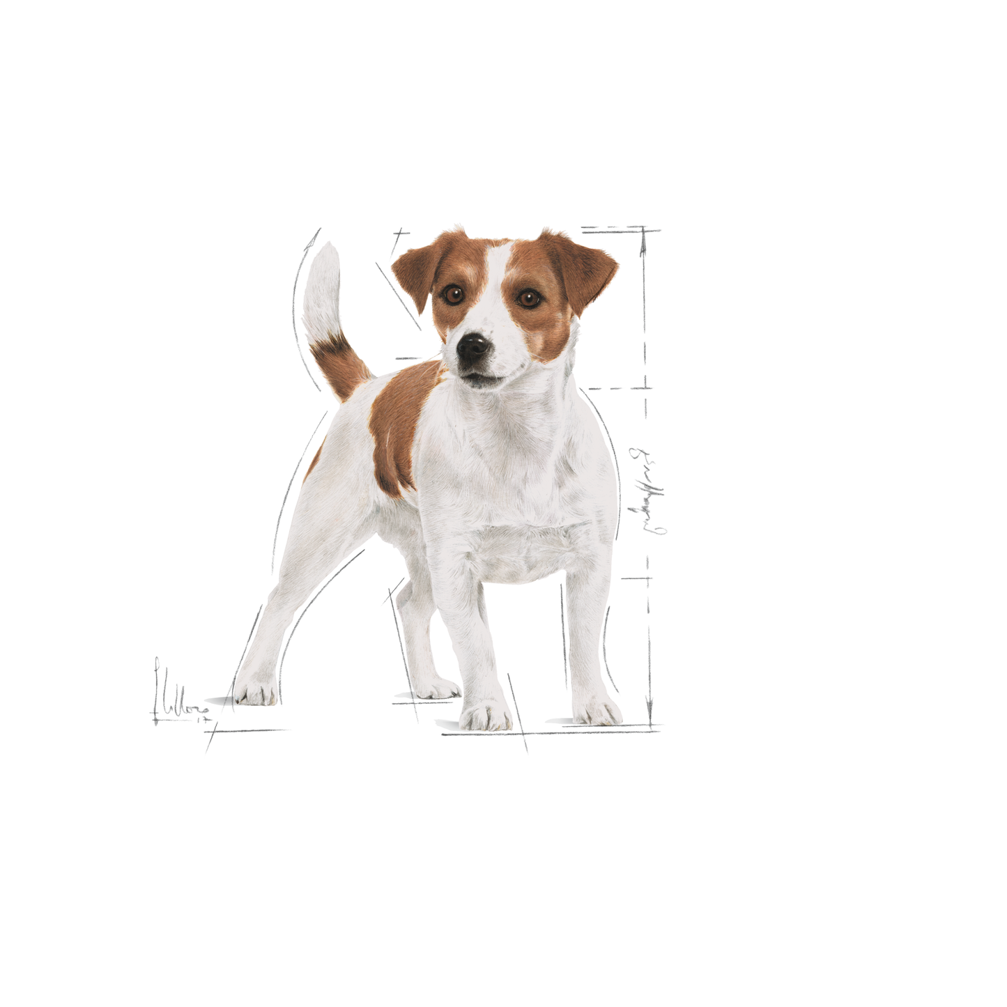 Royal Canin MINI Adult Torrfoder för hund