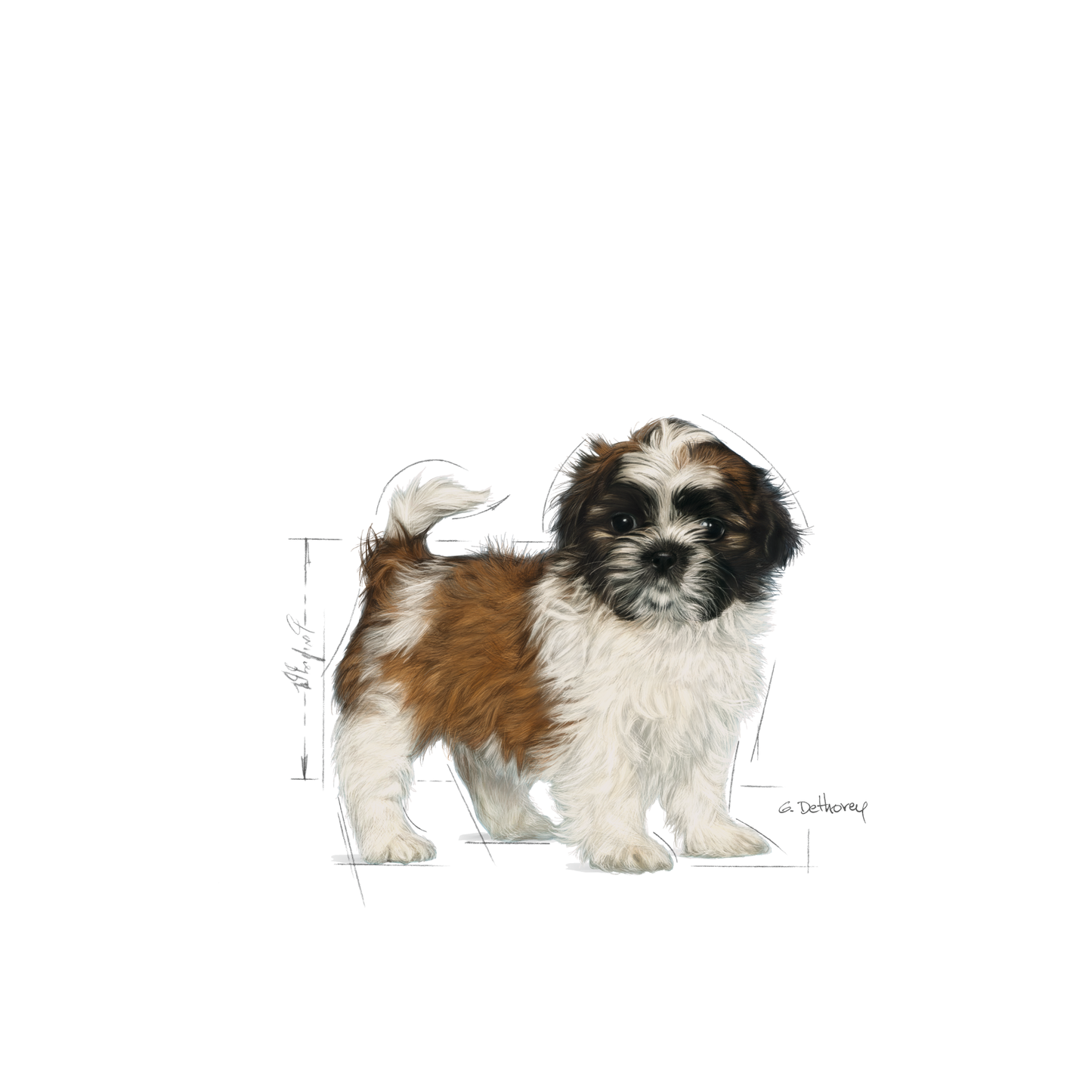 Royal Canin Shih Tzu Puppy Torrfoder för hundvalp