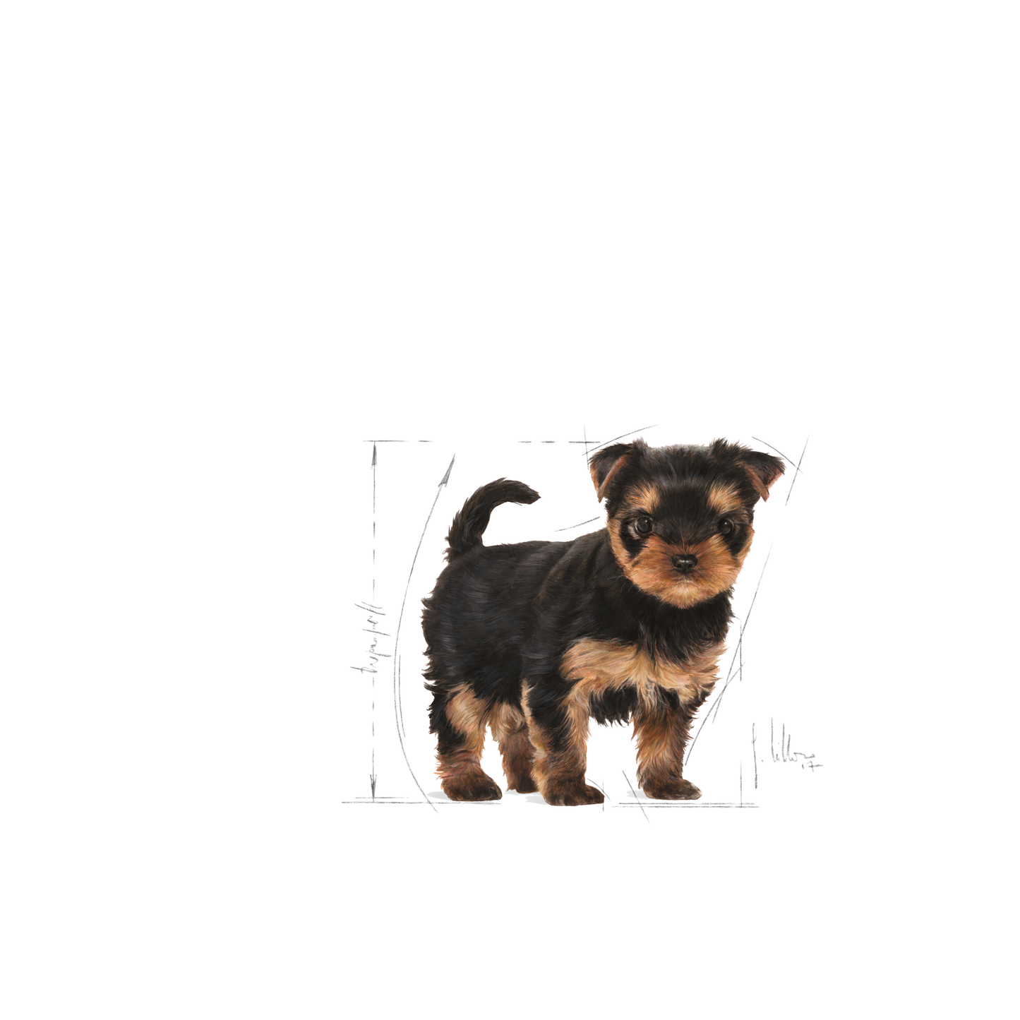 Royal Canin Yorkshire Terrier Puppy Torrfoder för hundvalp