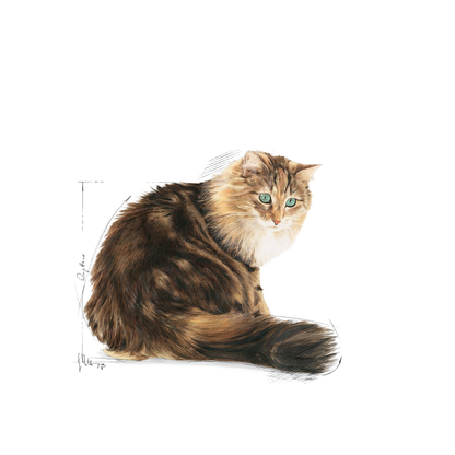 Royal Canin Ageing 12+ Gravy Våtfoder för katt