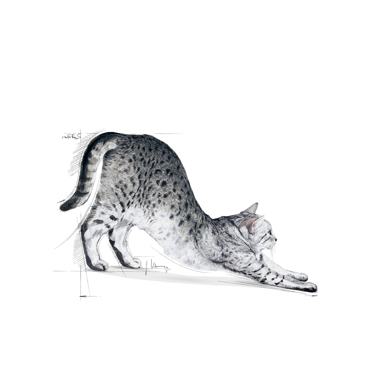 Royal Canin Indoor Adult Torrfoder för katt