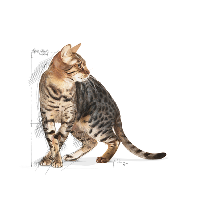 Royal Canin Outdoor 7+ Ageing Torrfoder för katt