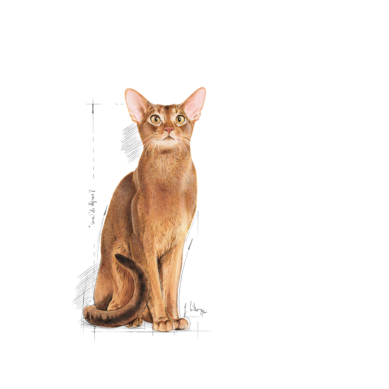 Royal Canin Protein Exigent Adult Torrfoder för katt