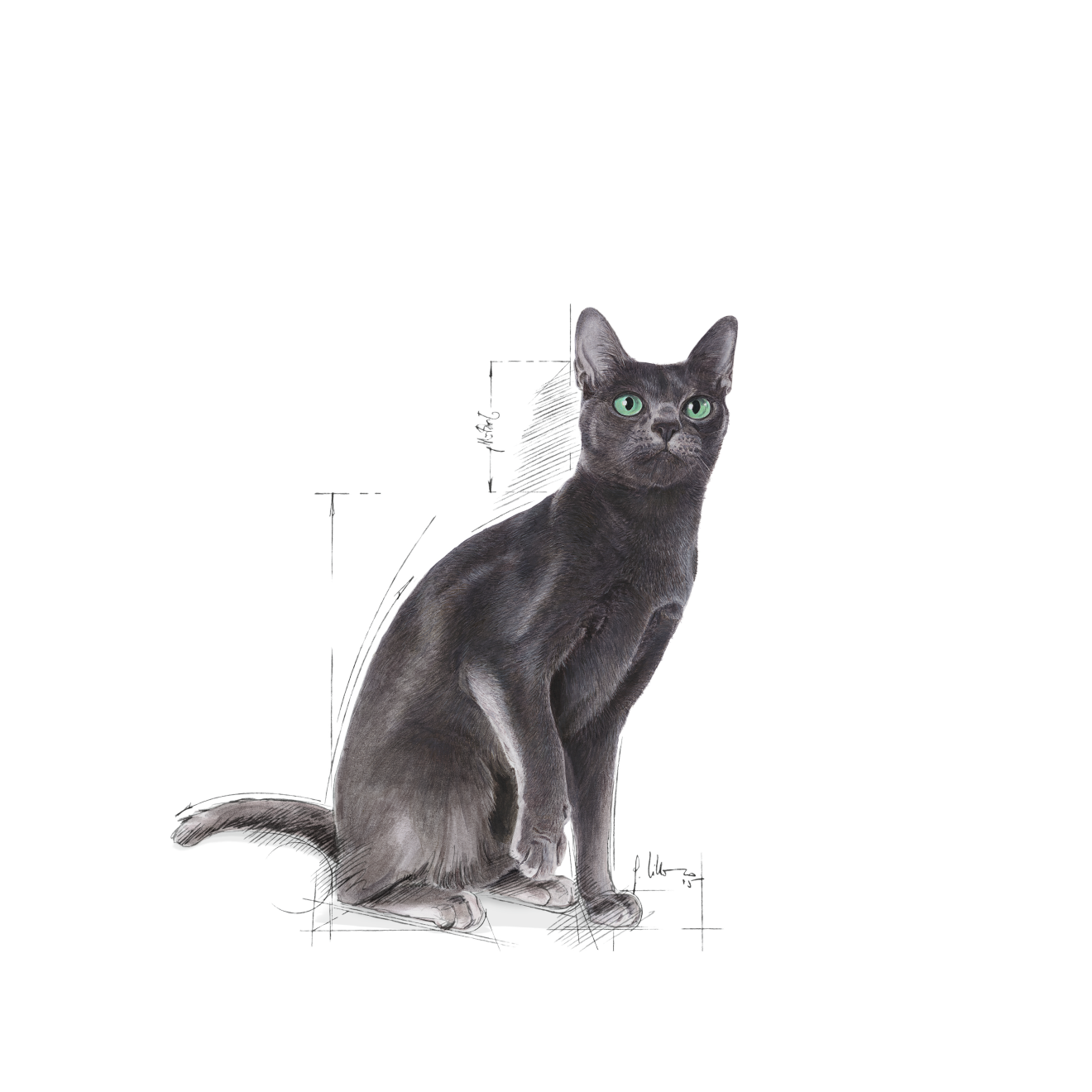 Royal Canin Sterilised Adult Torrfoder för katt