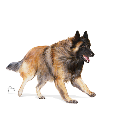 Royal Canin Sporting Life Energy 4300 Adult Torrfoder för hund