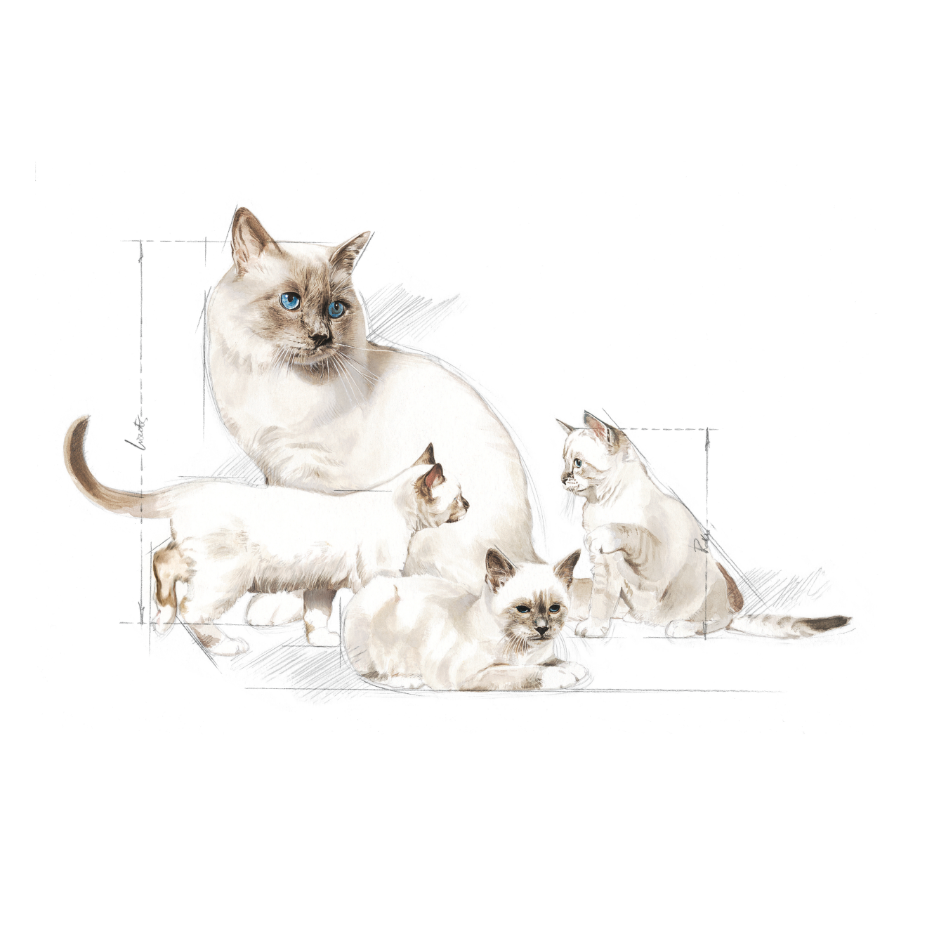 Royal Canin Babycat Milk Starter Mjölk för katt