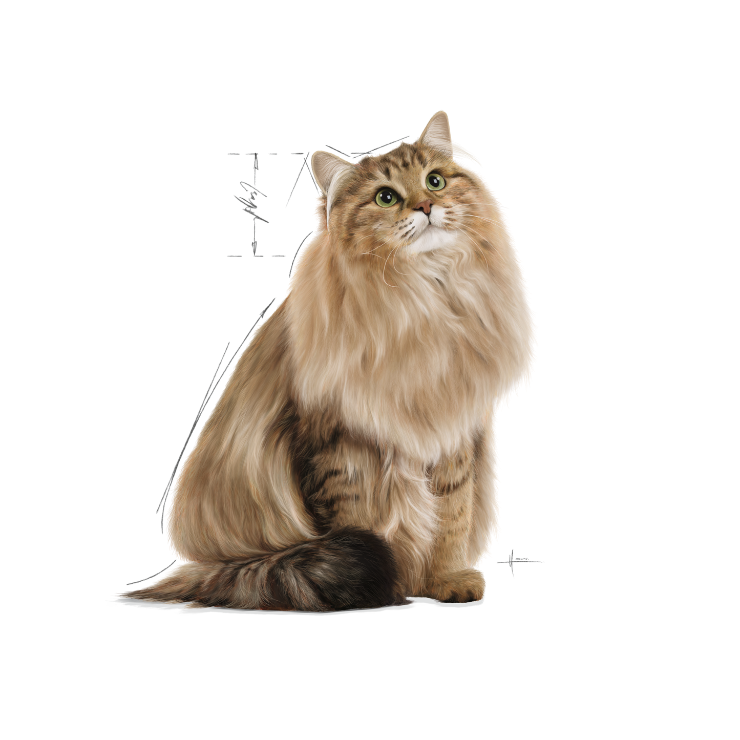 Royal Canin Hair & Skin Care Gravy Adult Våtfoder för katt