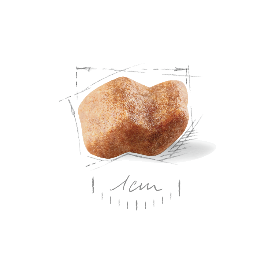 Royal Canin Boxer Puppy Torrfoder för hundvalp