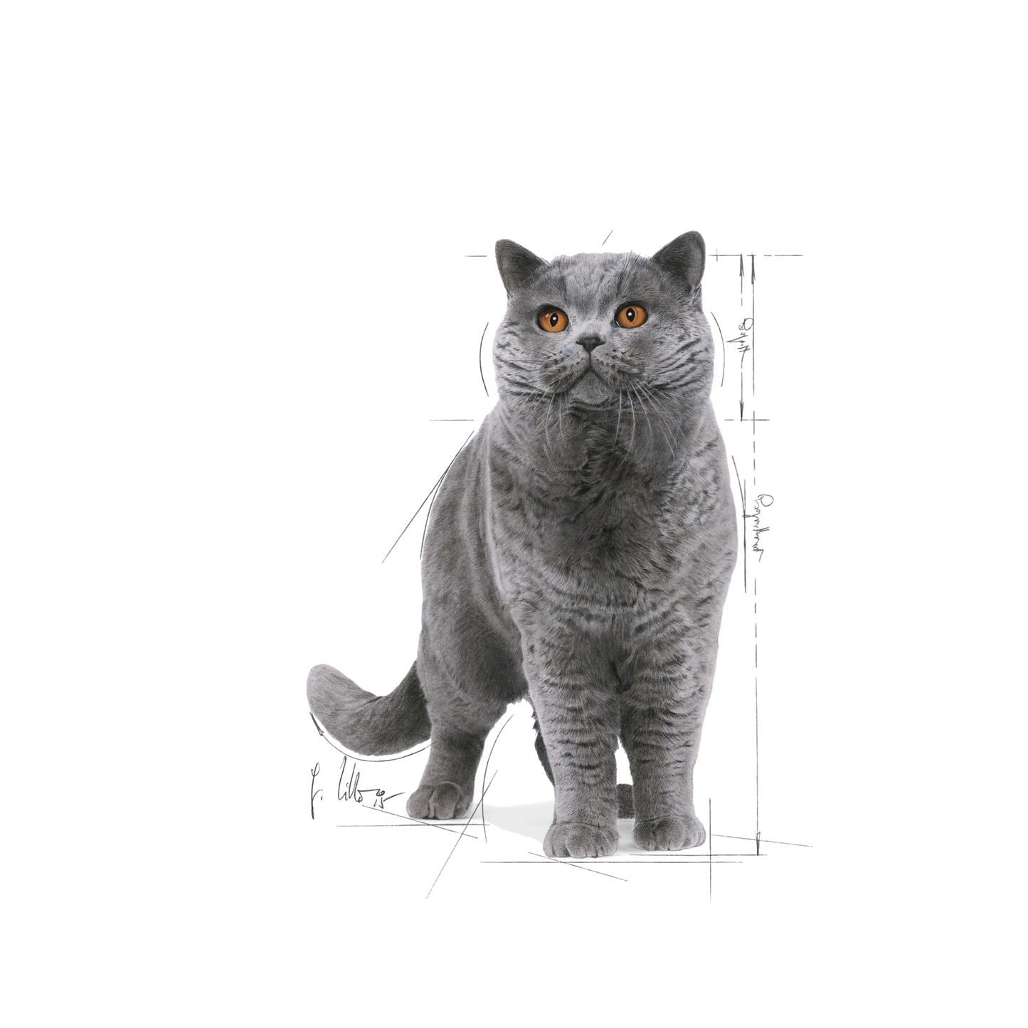 Royal Canin British Shorthair Adult Våtfoder för katt
