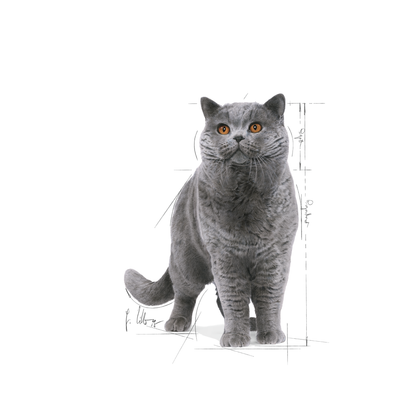 Royal Canin British Shorthair Adult Våtfoder för katt