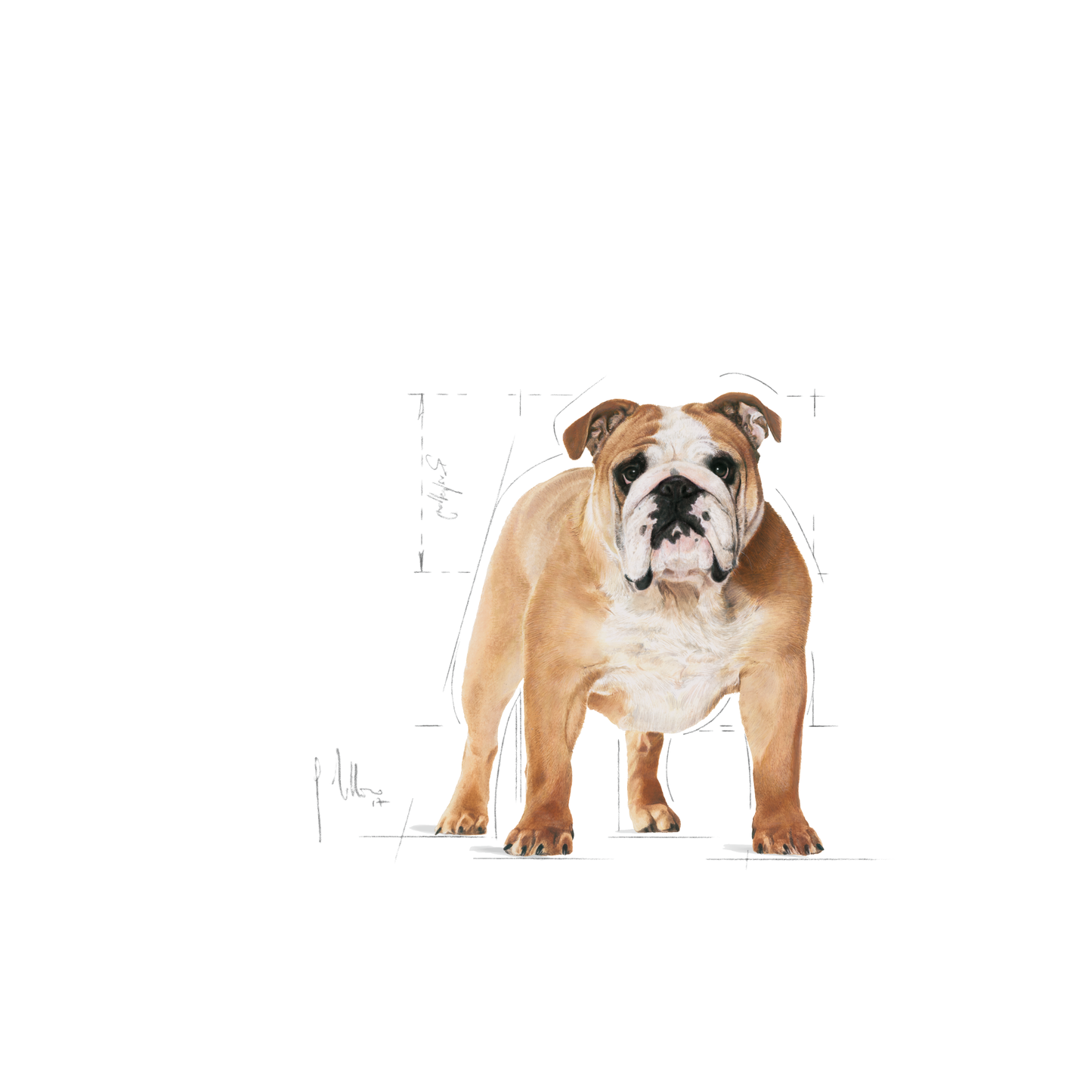 Royal Canin Bulldog Adult Torrfoder för hund