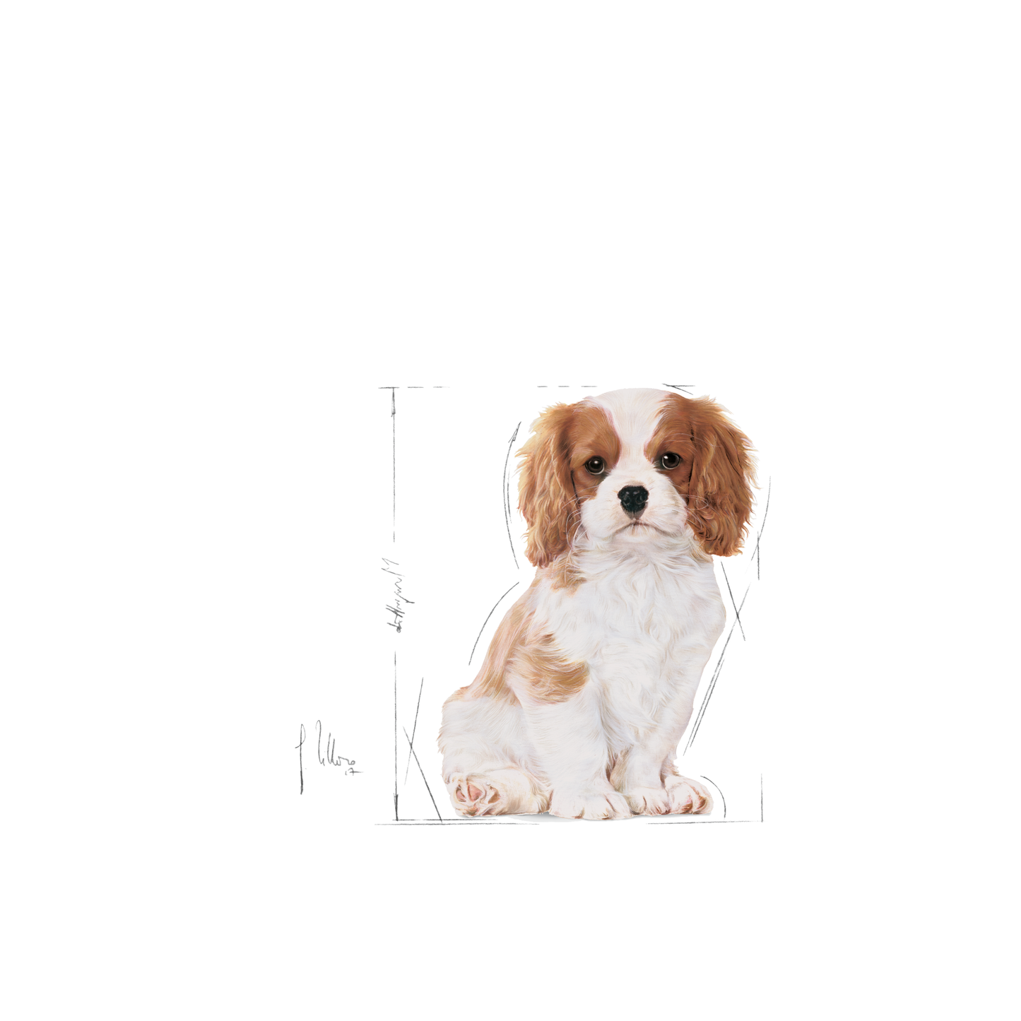 Royal Canin Cavalier King Charles Puppy Torrfoder för hundvalp
