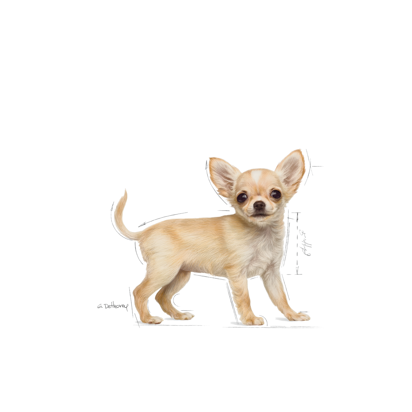 Royal Canin Chihuahua Puppy Torrfoder för hundvalp