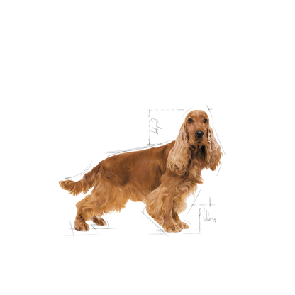 Royal Canin Cocker Adult Torrfoder för hund