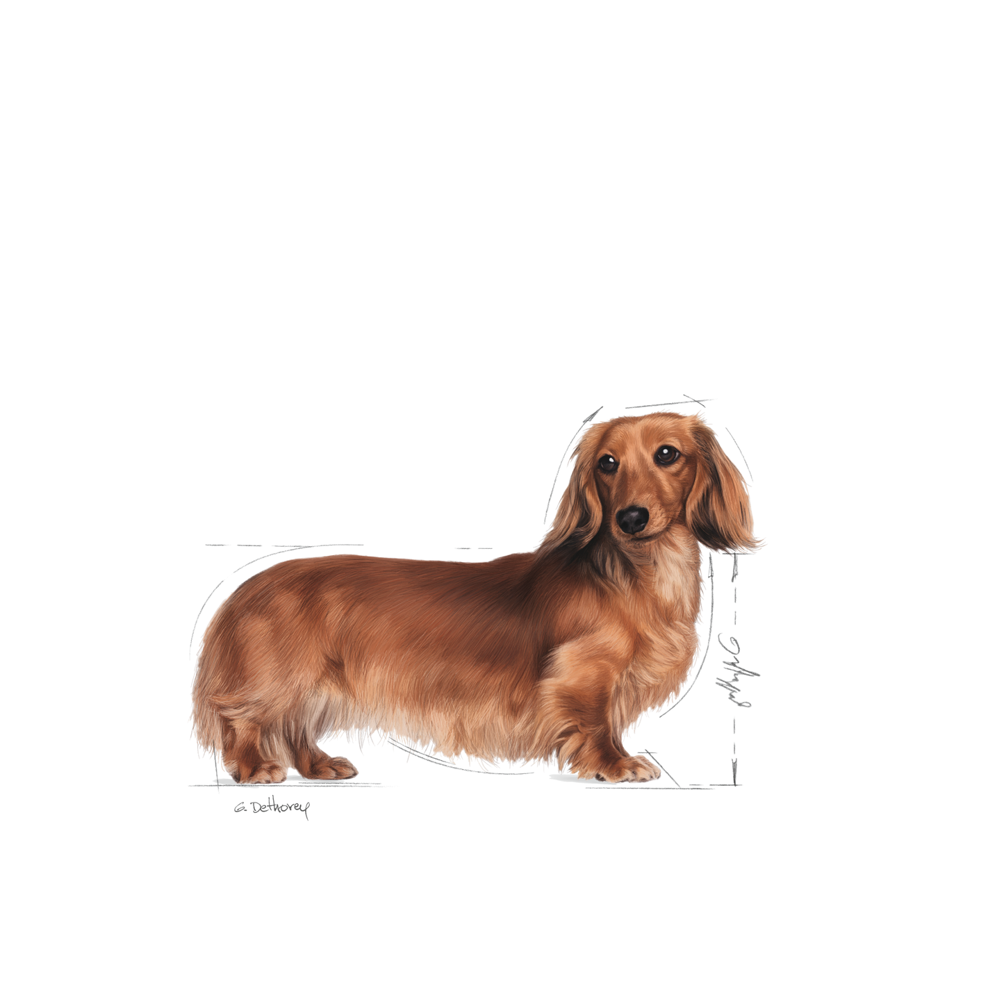 Royal Canin Dachshund Adult Torrfoder för hund