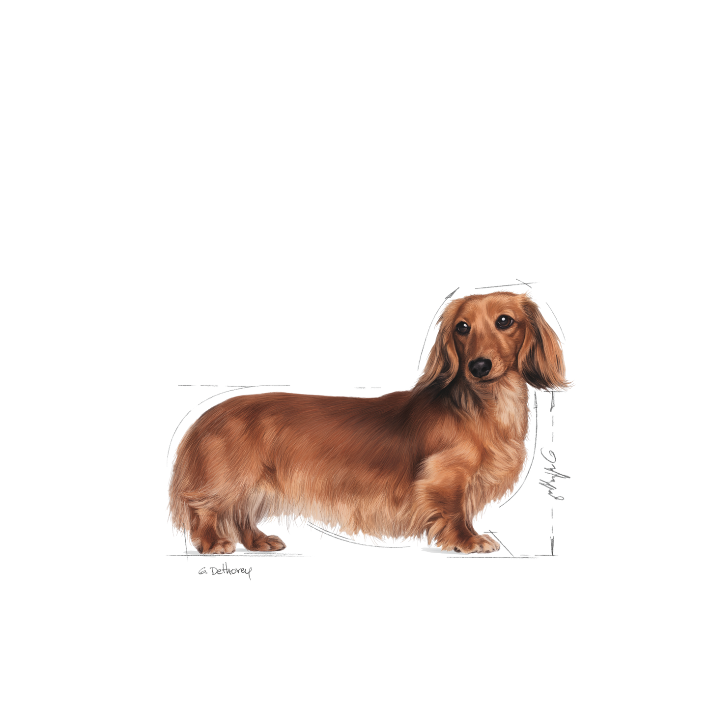 Royal Canin Dachshund Adult Våtfoder för hund