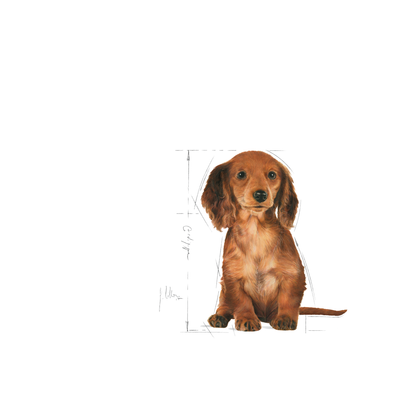 Royal Canin Dachshund Puppy Torrfoder för hundvalp
