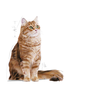 Royal Canin Digestive Care Adult Torrfoder för katt