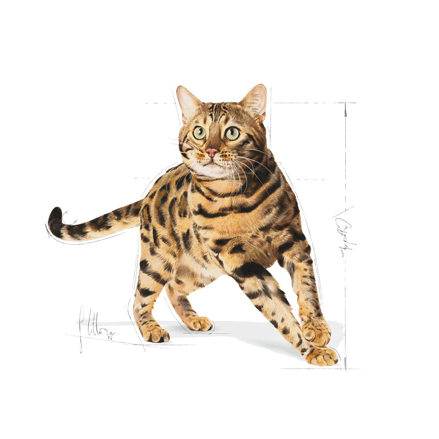Royal Canin Bengal Adult Torrfoder för katt