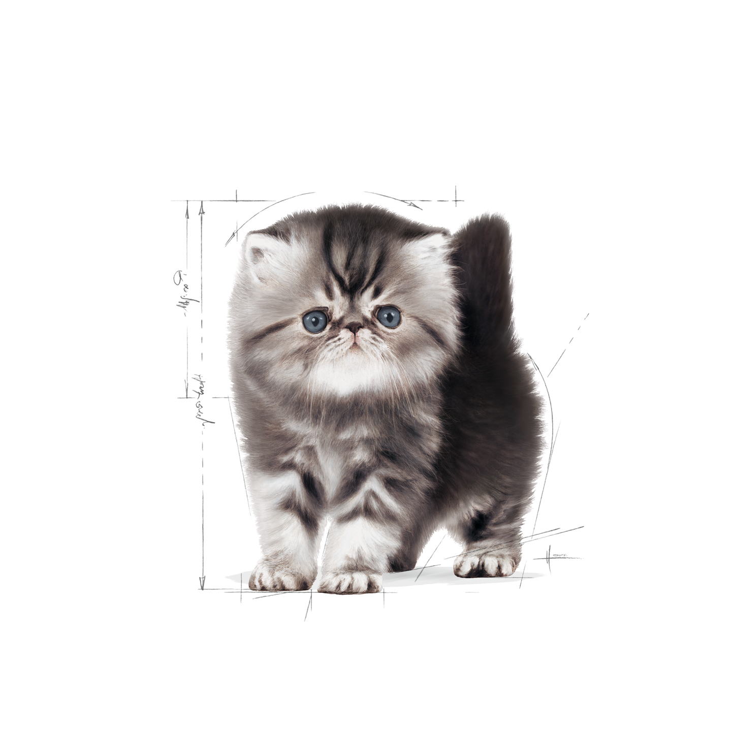 Royal Canin Persian Kitten Torrfoder för kattunge