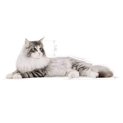 Royal Canin Norwegian Forest Adult Torrfoder för katt