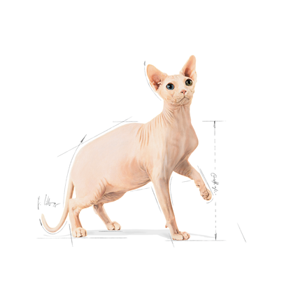 Royal Canin Sphynx Adult Torrfoder för katt